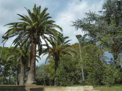 ...le palme delle Canarie...